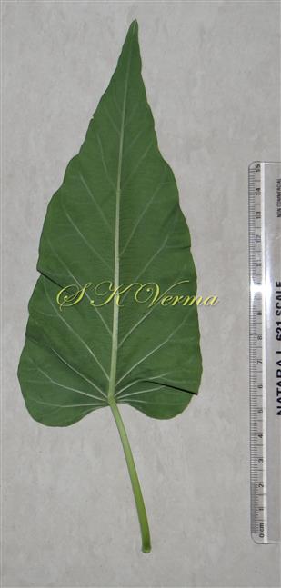  Leaf -Abaxial view 